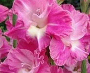 гладиол Pink Parrot