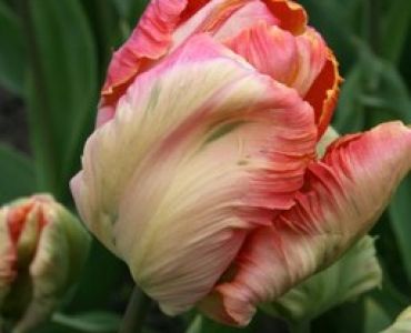 лале Parrot Salmon Parrot