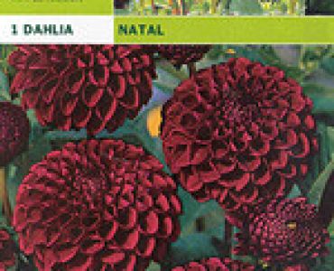 далия pompon Natal