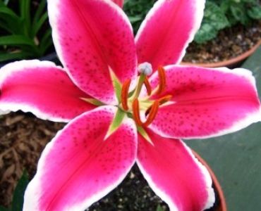 лилиум Starfighter 