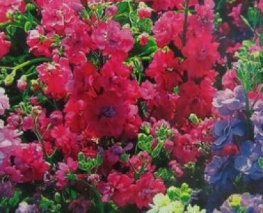 Шибой - Матиола