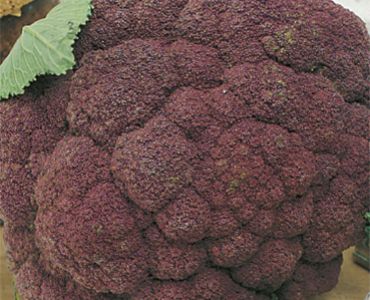 карфиол Виолетов`SG