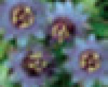 Пасифлора синя - Passiflora Purple Haze