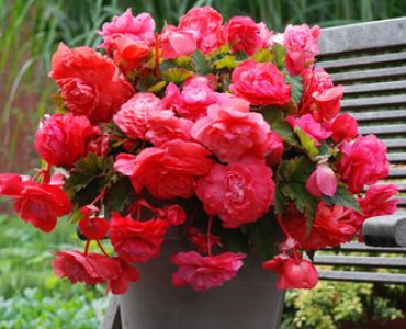 бегония Odorato Red Glory (ароматна)