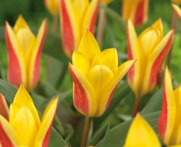 Лале Botanical giuseppe verde