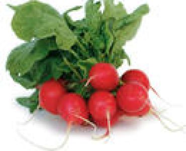 репички Ребел F1