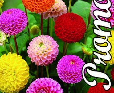 Далия Pompon Mix ( 3 корена)