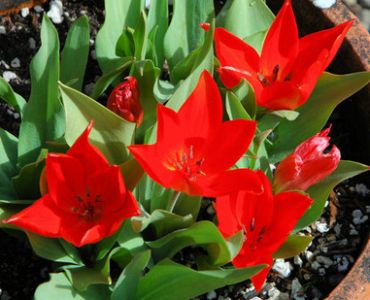 лале Greigii Princess Charmante (25 см)