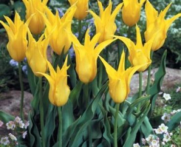 лале Lilyflowering Seattle