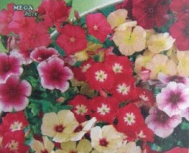 Флокс - многогодишен