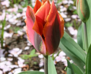 лале Viridiflora Hollywood Star