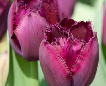 лале Fringed Curly Sue