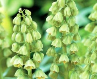 Фритилария бяла - Fritillaria persica Alba