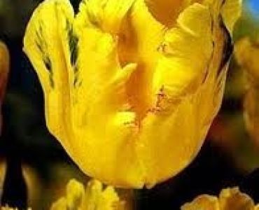 лале parrot texas gold