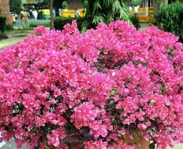 Бугенвилия (Bougainvillea) - розова