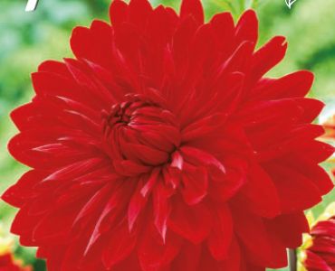 Далия Decorative Garden Wonder