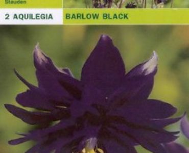 Аквилегия - Barlow Black