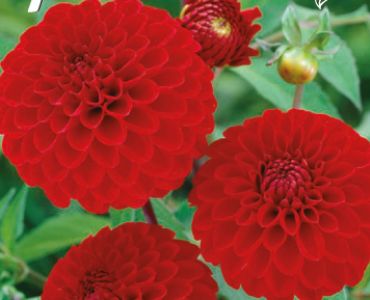 Далия Pompon Nescio