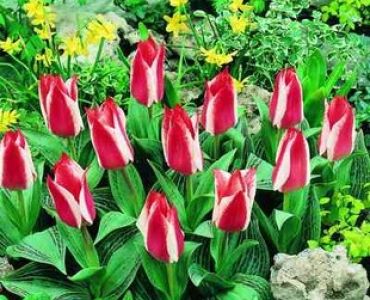 лале Greigii Czaar Peter (25 см)