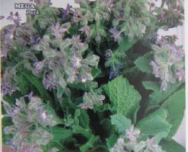 Борагине - краставична трева, пореч