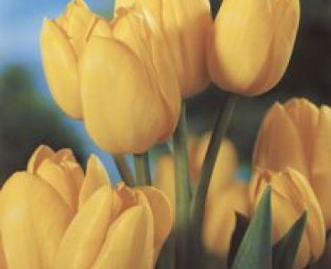 лале Multiflora marienthal 11/12