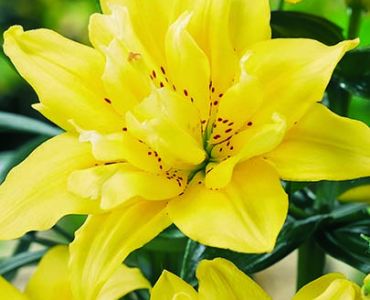 Лилиум Fata Morgana 16/18