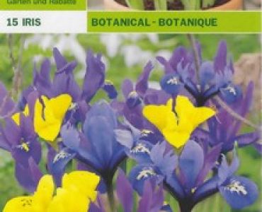 Ирис - Iris Botanical 15 см (пакет - 15 луковици)