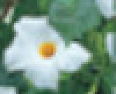 дипладения Бяла