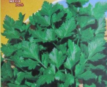 магданоз Фестивал