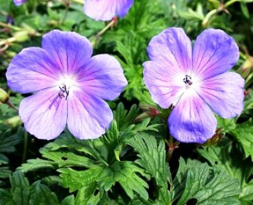 Хималайски гераниум - Baby blue