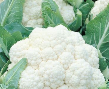 карфиол Napoletano Gennarese`SG