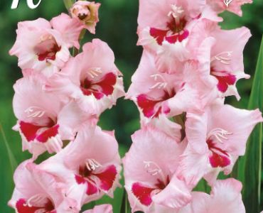 Гладиоли Wine & Roses  