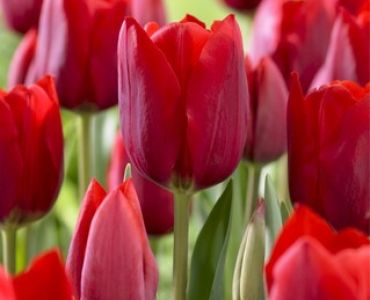 лале Various Bastogne