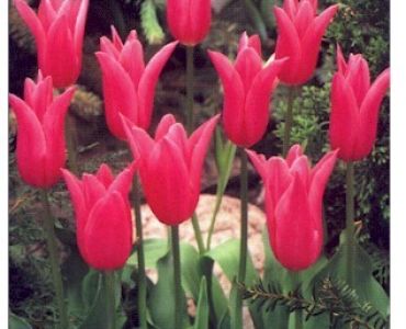 лале Lilyflowering Marriette