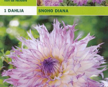 далия Snoho Diana