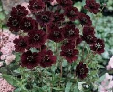 Космос шоколад (Cosmos Atrosanguineum)