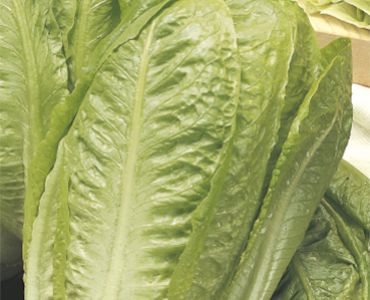 салата Bionda Ortolani`SG