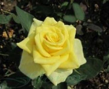 Облагородена храстовидна роза Флоров: Каталожен номер 10