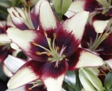 лилиум Curitiba 