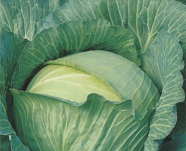 зеле Brunswick`SG