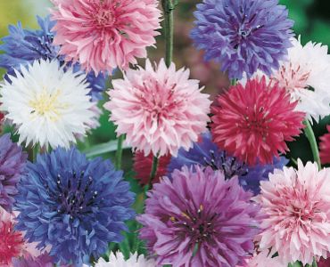 Сенена центаурея микс`SG