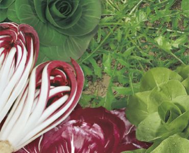 Цикория микс