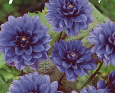 Далия Decorative Bluesette (ниска)