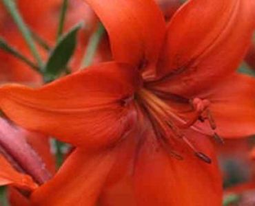 лилиум тромпет Flying Wing