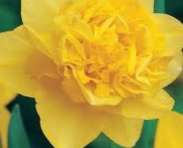 нарцис Double Dick Wilden