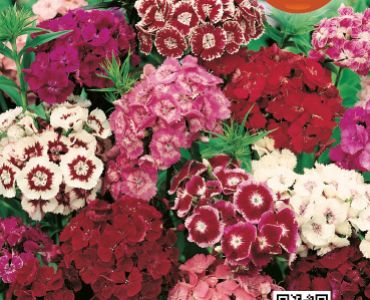 Топ Карамфил обикновен микс (нисък)`SG