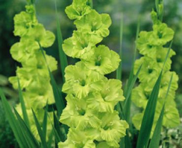 гладиол Green Star