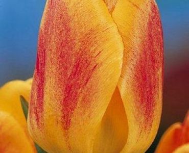 лале Various Beauty of Apeldoorn