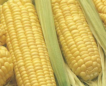 захарна царевица Долче`SG