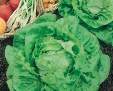 салата Атракцион`SG